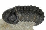 Bargain, Austerops Trilobite - Visible Eye Facets #181412-1